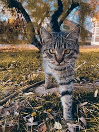 The angry cat in a forest 