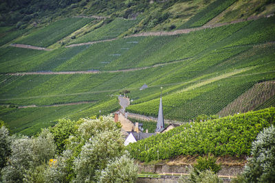 Weinberge mit kirchturmspitze mosel