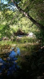 Scenic view of lake in forest