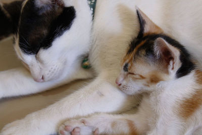 Close-up of cats sleeping