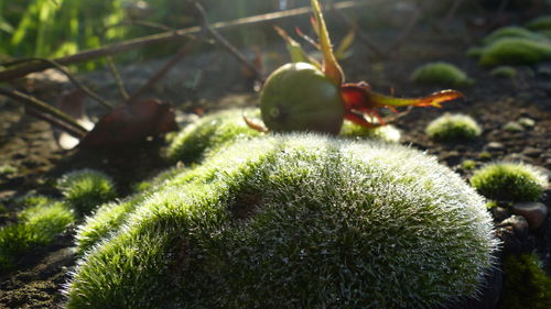 Close-up of cactus