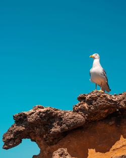 Low angle view of seagull perching on rock