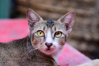 Portrait of tabby cat