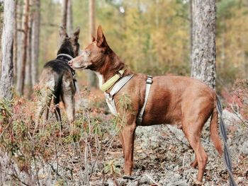 Dogs standing on land