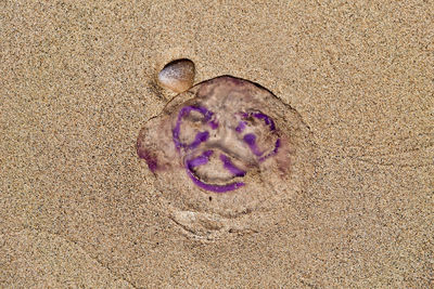 High angle view of crab on beach