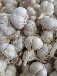 Very good and fresh garlic has been harvested