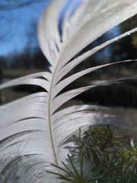 Close-up of plant