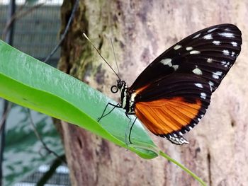 Close-up of butterfly on leaf