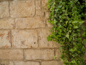 Full frame shot of wall with ivy plant