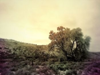 Tree on landscape against sky