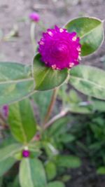 Close-up of purple flower blooming outdoors