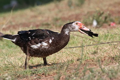 Close-up of a bird on field