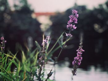 Close-up of purple flowering plant