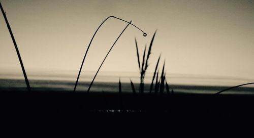 Close-up of plant against sky at sunset