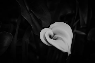 Close-up of flower blooming outdoors