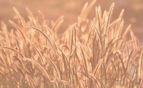 Close-up of wheat growing on field