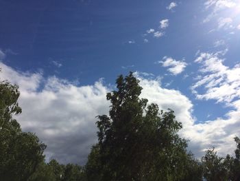 Low angle view of trees against sky