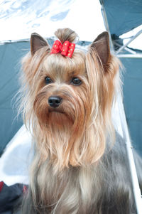 Close-up portrait of a dog