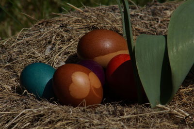 Close-up of eggs in nest