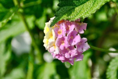 Close-up of pink flowering plant