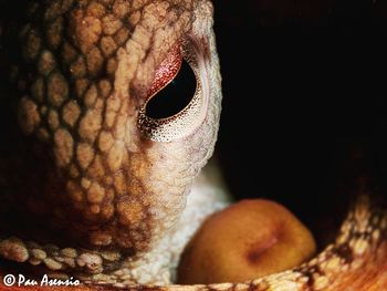 Close-up of human eye