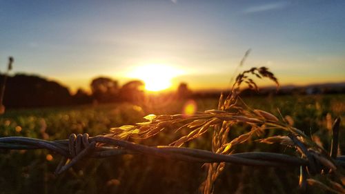 Close-up of crops on field against sky at sunset