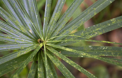 Close-up of plant