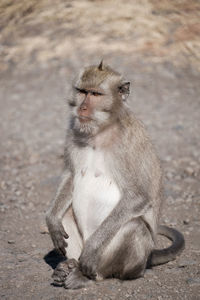 Tiger looking away while sitting outdoors