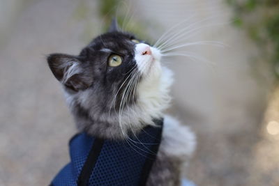 Close-up of cat looking away