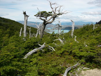 Plants and trees on land against sky