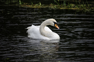 Swan floating on lake