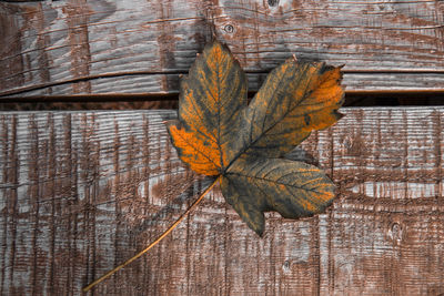 leaf