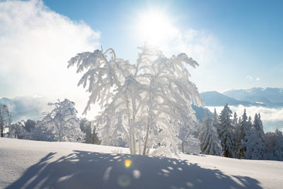 Tree covered in deep snow in scenic winter wonderland, salzburg, austria.