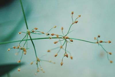 Close-up of flowers against sky