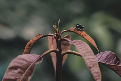 Close-up of hand on plant
