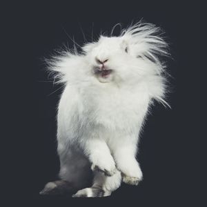 Close-up of cat sitting against black background