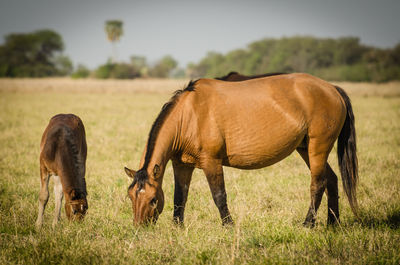 Horses grazing in a field