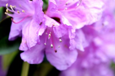 Close-up of pink flowers