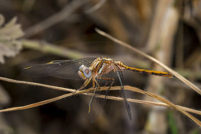 Close-up of dragonfly resting  on a twig  at the local nature reserve