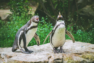 Close-up of penguins on rock