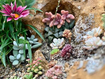 Close-up of pink flowering plant on rock