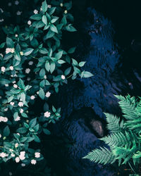 High angle view of plants in lake