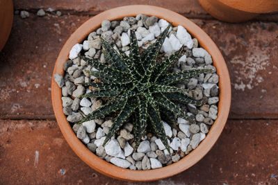 High angle view of potted plant on rock