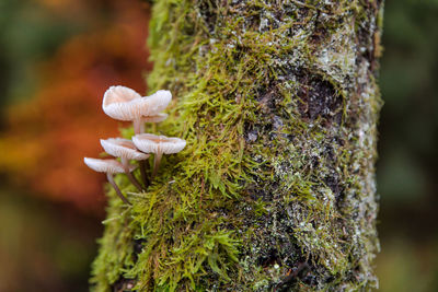 Close-up of white mushroom growing on plant