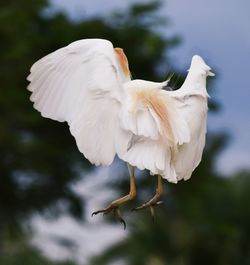 Close-up of white bird flying