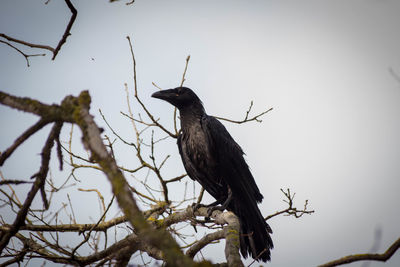 Low angle view of bird perching on a tree