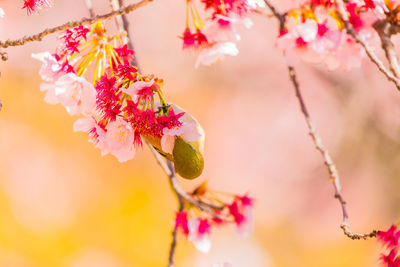 Close-up of pink cherry blossoms