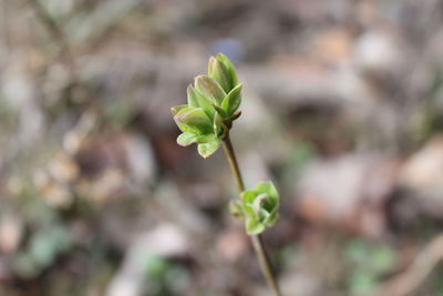 Close-up of flowering plant