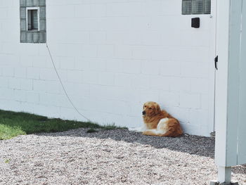 Portrait of dog sitting outside house