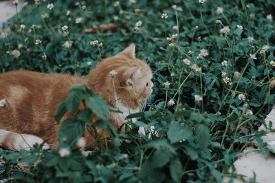 View of a cat on field